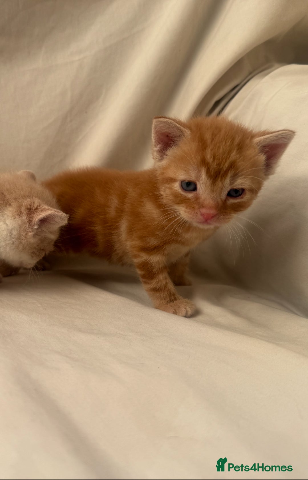 Mixed Breed cats for sale: Beautiful British shorthair cross kittens for sale - Image 6