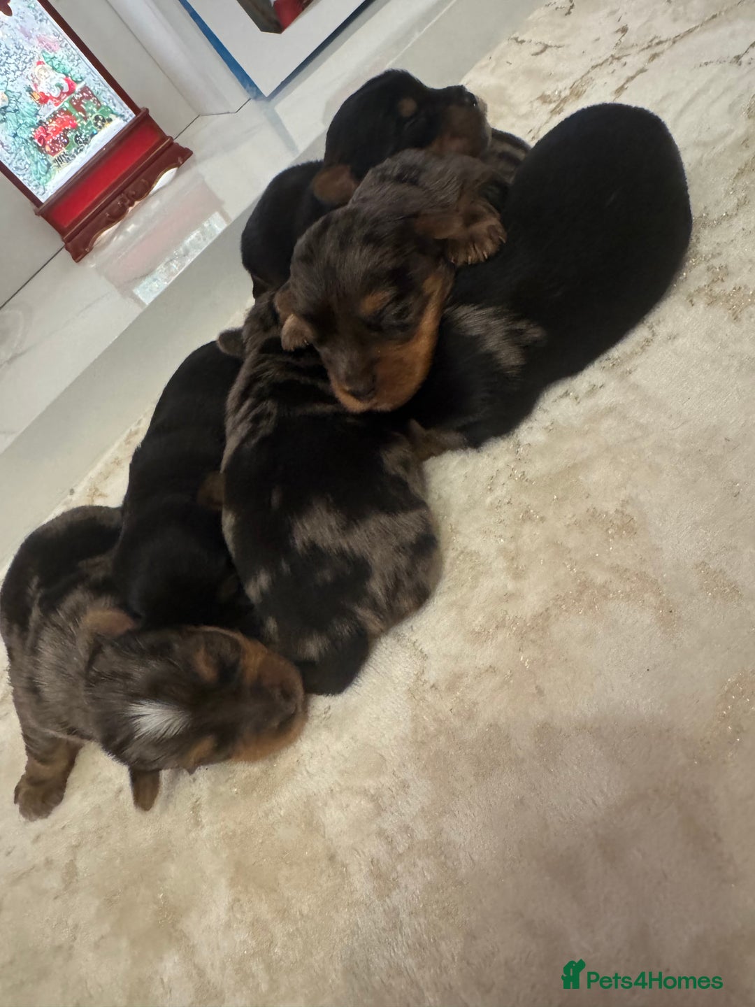 Yorkshire Terrier dogs for sale: Yorkshire terrier puppies  - Advert 15
