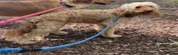 Goldendoodle dogs for sale: Golden Doodles (miniatures) - Advert 2