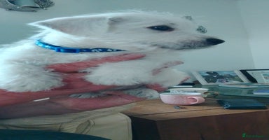 West Highland Terrier dogs - Advert 6