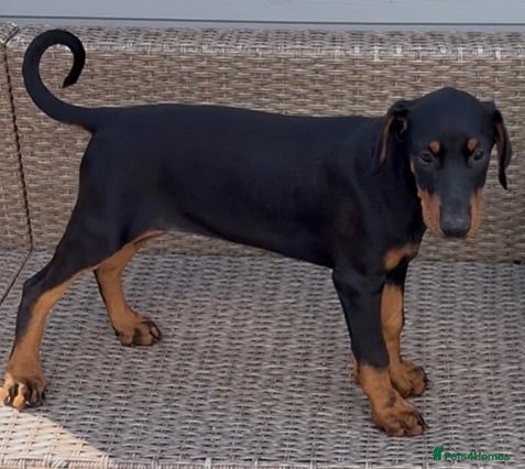 Dobermann dogs Champion and working lines KC Doberman litter - Advert 1