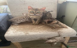 Bengal cats for sale: Beautiful Bengal Kittens Brown & Snows - Image 11