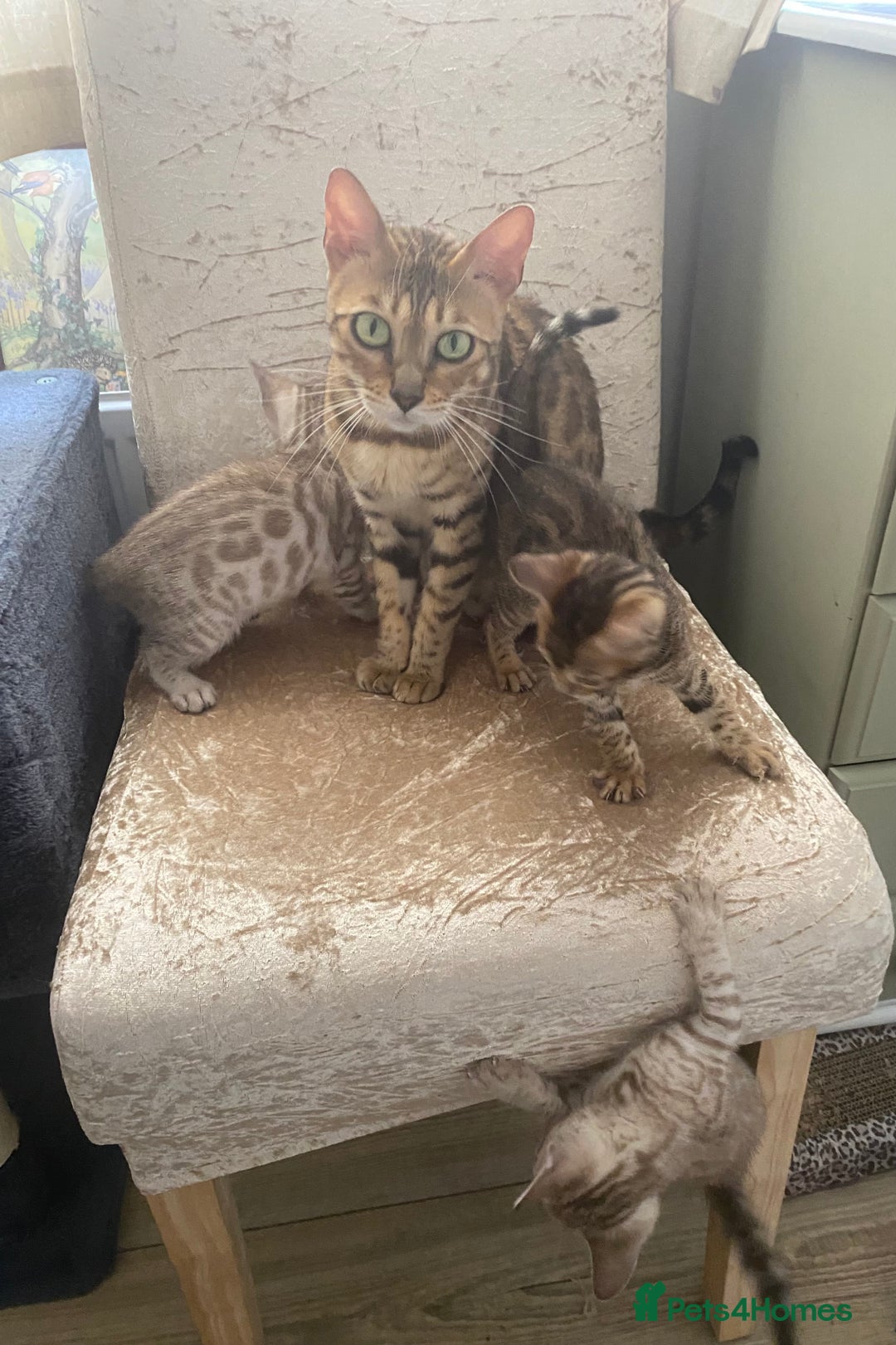 Bengal cats for sale: Beautiful Bengal Kittens Brown & Snows - Image 11