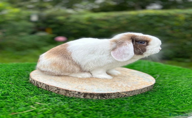 Mini Lop rabbits - Advert 1