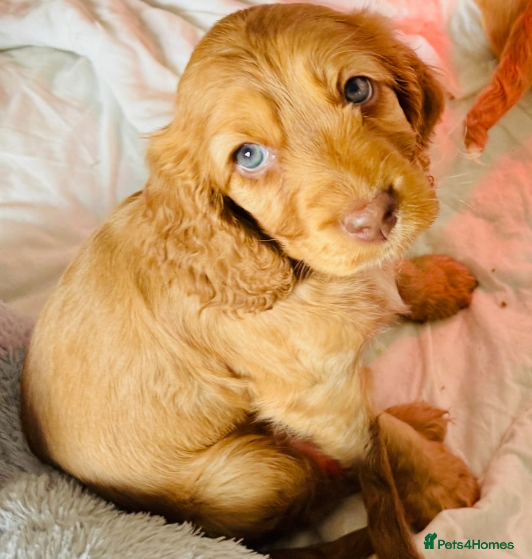 Cocker Spaniel dogs for sale: 2 x Show cocker spaniels (Red) - Image 20