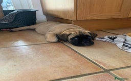 Bullmastiff dogs for sale: K.c registered Bullmastiff puppies  - Image 29