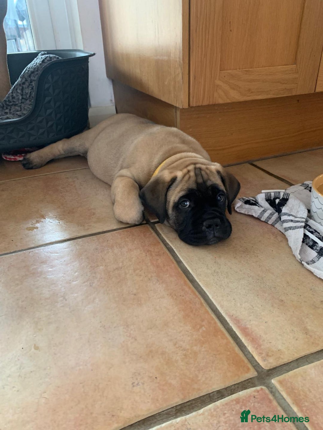 Bullmastiff dogs for sale: K.c registered Bullmastiff puppies  - Image 29