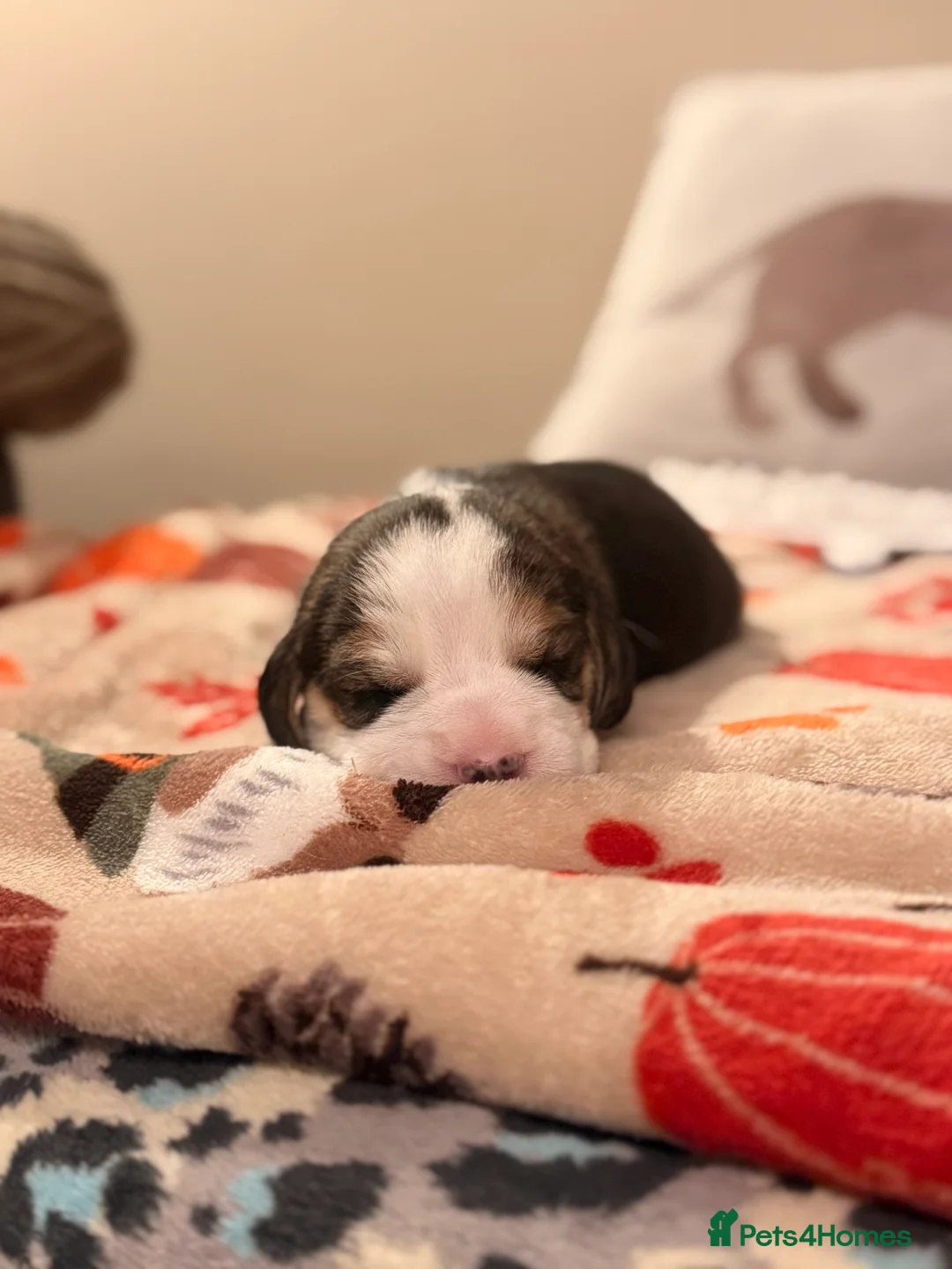 Beagle dogs for sale: KC Registered Beagle Puppies - Advert 2