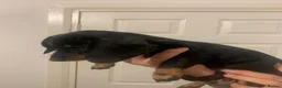 Dachshund dogs for sale: Beautiful Miniature Dachshund puppy 🐾❤️ - Advert 3