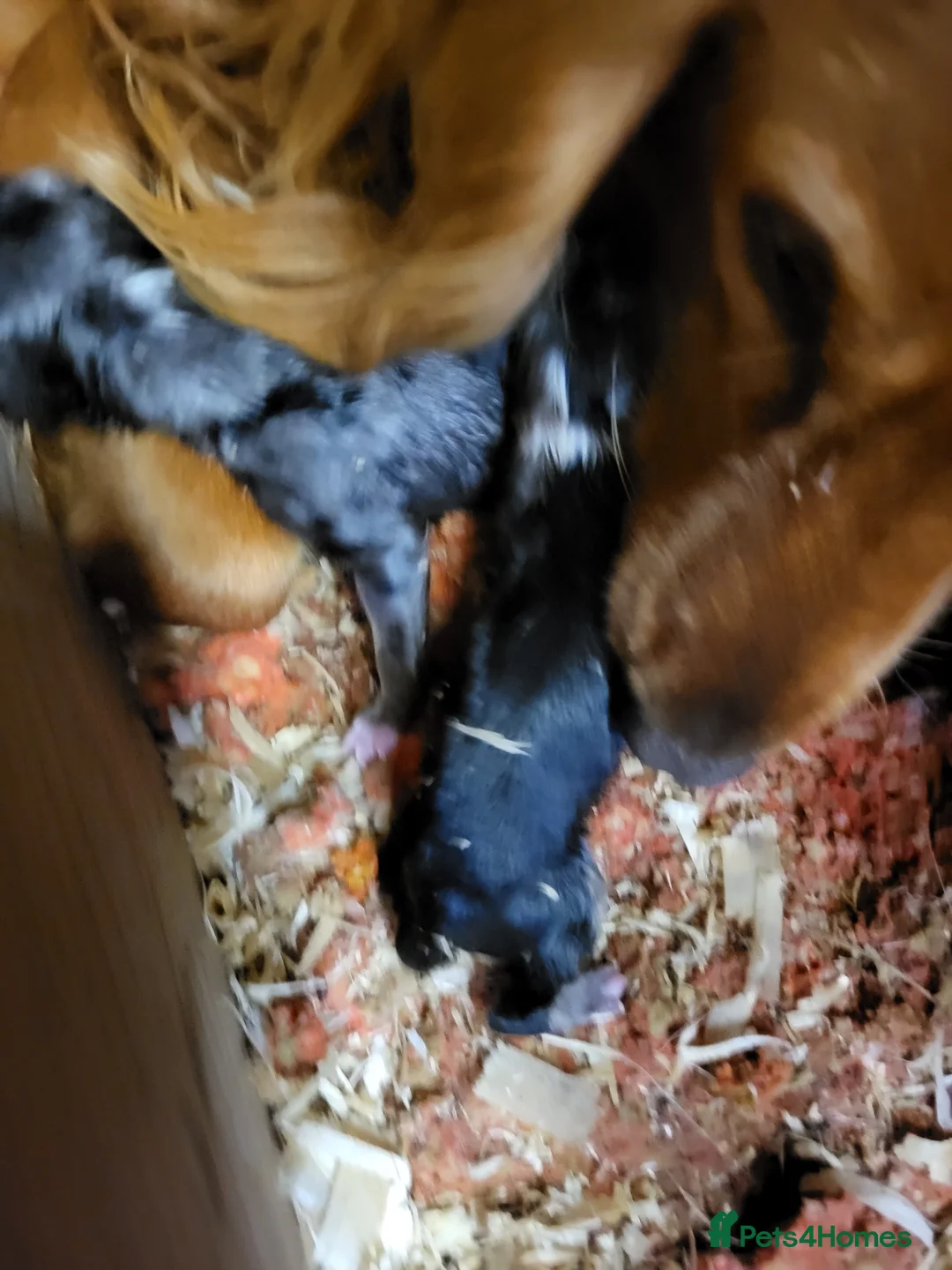 Mixed Breed dogs for sale: Border Collie X Cocker Spaniel puppies for sale in Chorley - Advert 2