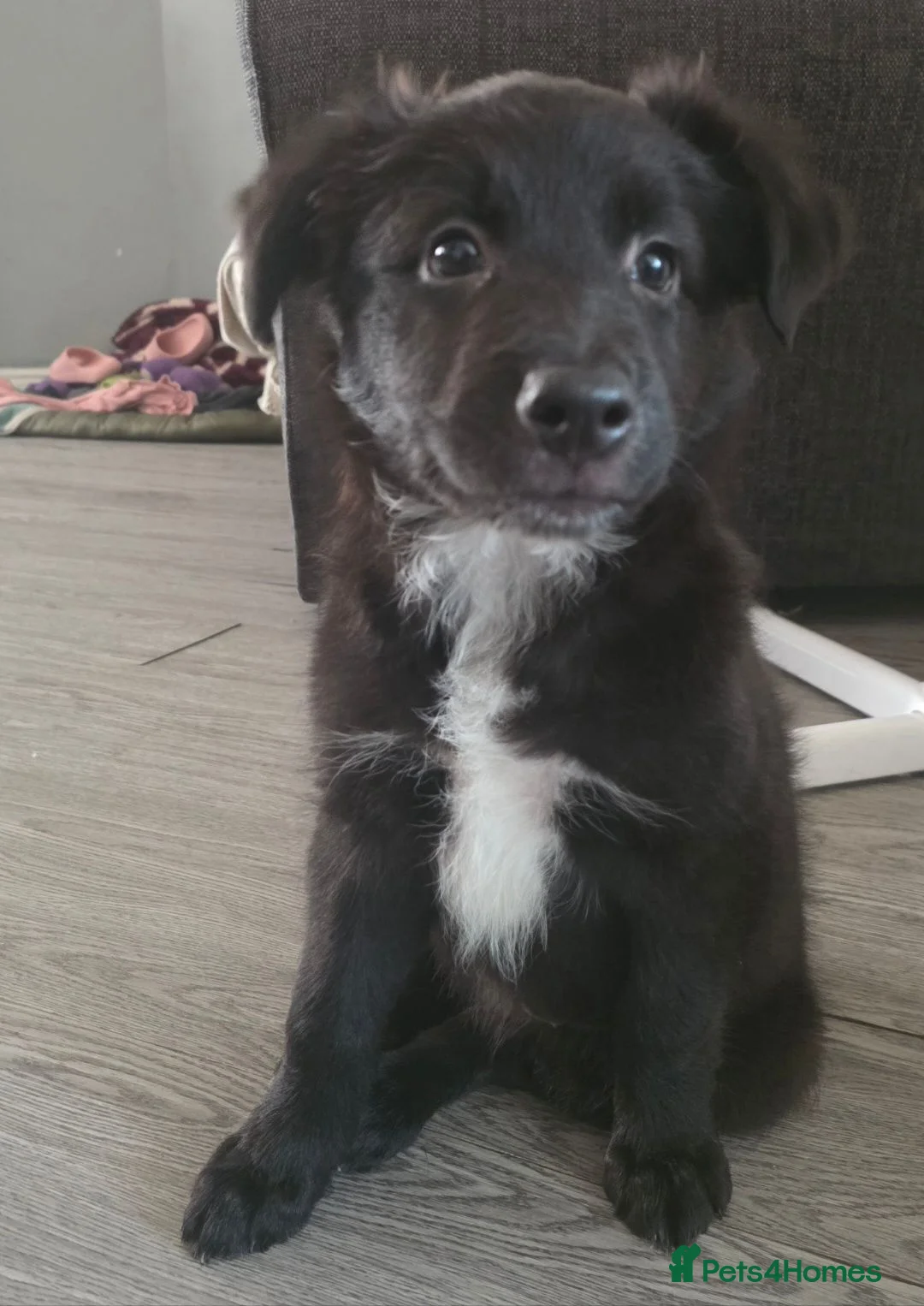 Mixed Breed dogs for sale: 5 collie x whippet puppies  - Advert 2