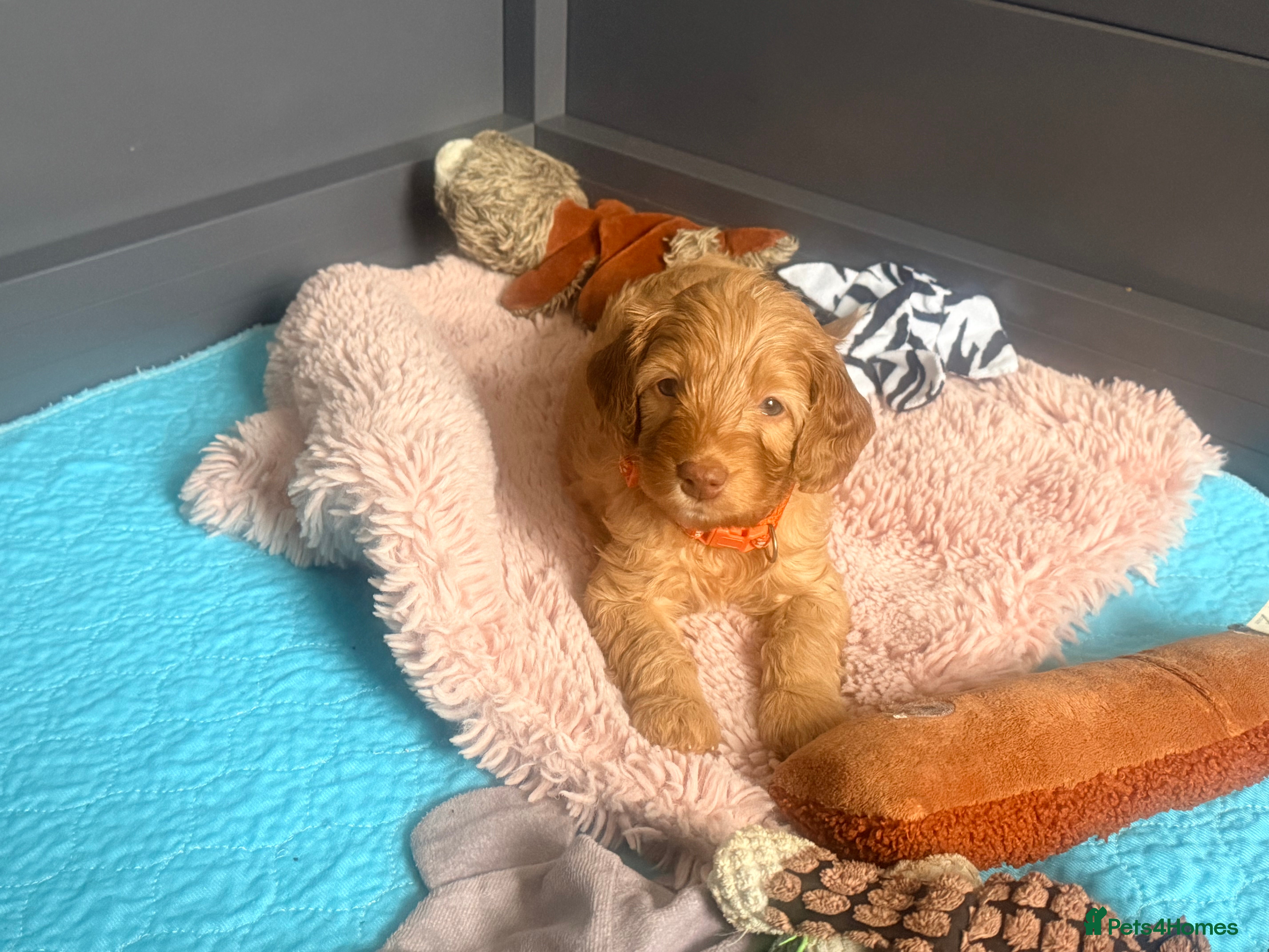 Cavapoo dogs Stunning F1b Cavapoo Puppies – 6 Girls & 2 Boys - Advert 2
