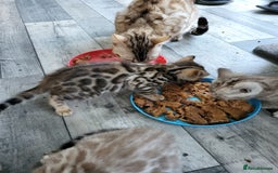 Bengal cats for sale: 7 Beautiful kittens are looking for a forever home - Image 14