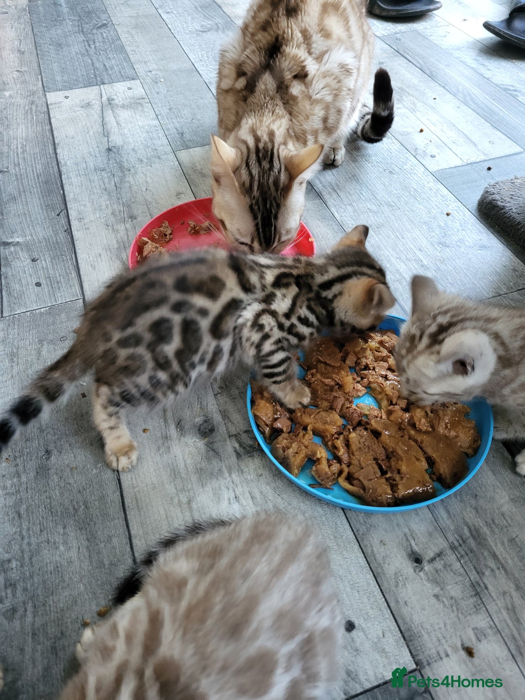 Bengal cats for sale: 7 Beautiful kittens are looking for a forever home - Image 14