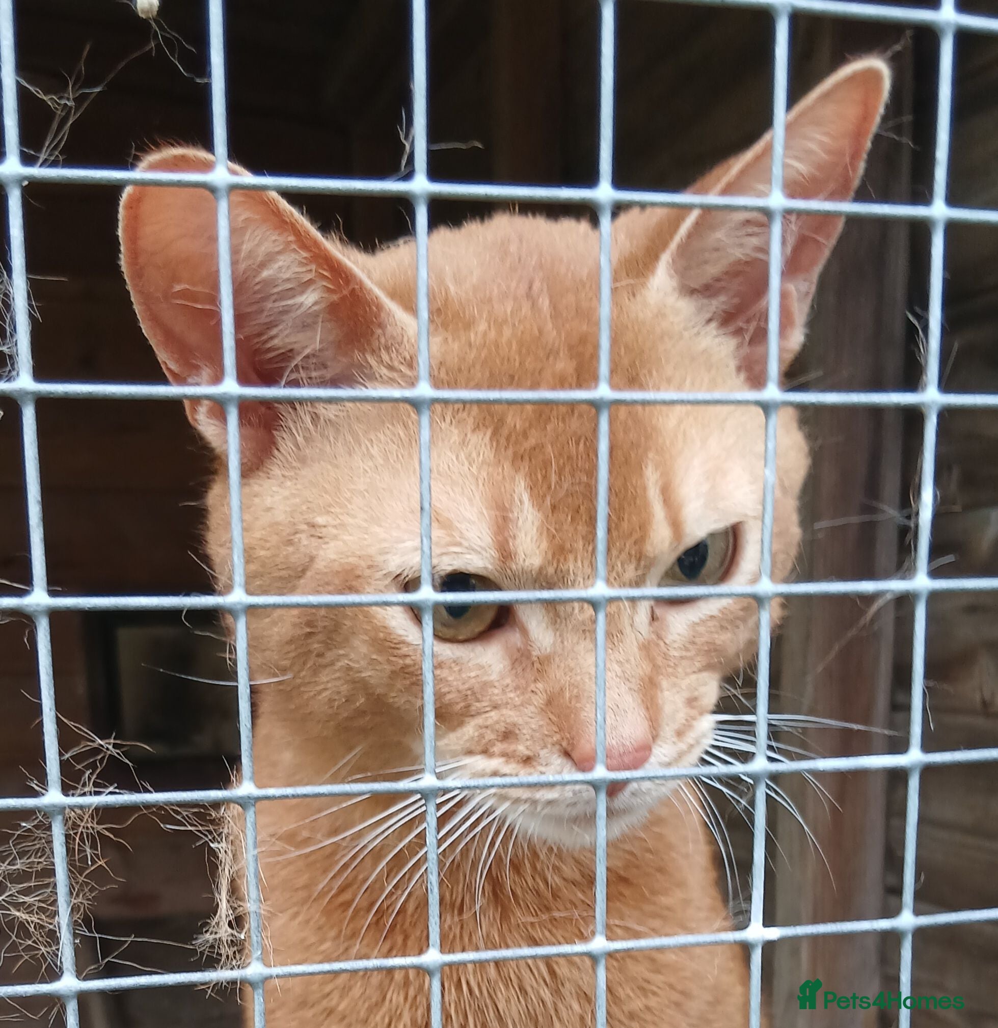 Abyssinian cats Red Abyssinian stud boy for sale - Advert 7