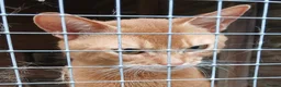 Abyssinian cats for sale: Red Abyssinian stud boy for sale - Advert 1
