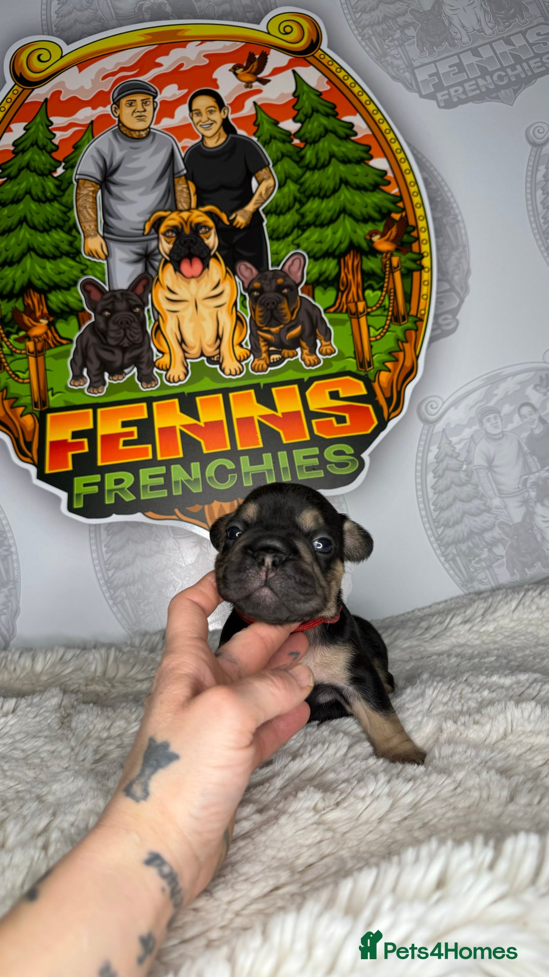 French Bulldog dogs for sale: Stunning litter of frenchies  - Advert 7