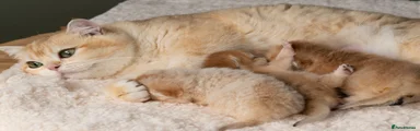 Black Golden Sunshine/Flaxen (nv 12) Girl