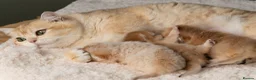 British Shorthair cats for sale: 3 Exceptional BSH Black Golden Chinchilla/Sunshine - Advert 8