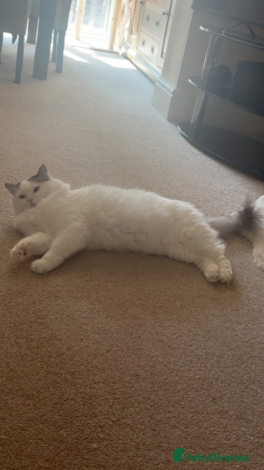 Ragdoll cats for sale: Nico Male Ragdoll 3 year old  in Worksop - Advert 2