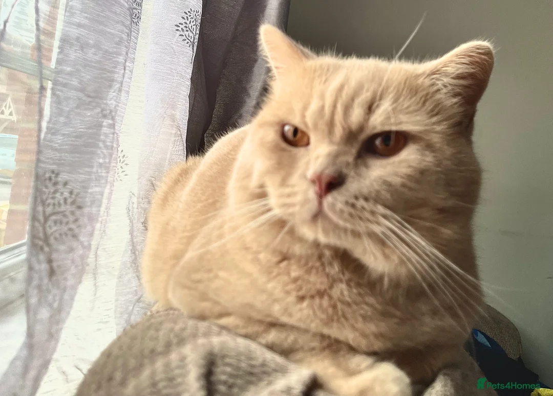 Scottish Fold cats for stud: Scottish Fold Straight ear B blood group for stud - Advert 1