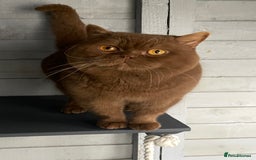 British Shorthair cats for stud: 🐻 RARE CINNAMON GCCF TICA STUD CARRYING CHOCO  in Derby - Image 1