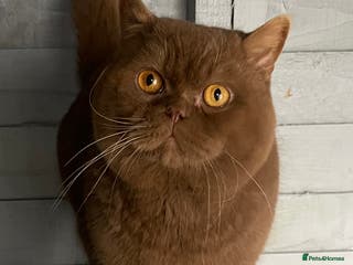 British Shorthair cats 🐻 RARE CINNAMON GCCF TICA STUD CARRYING CHOCO in Derby - Advert 17