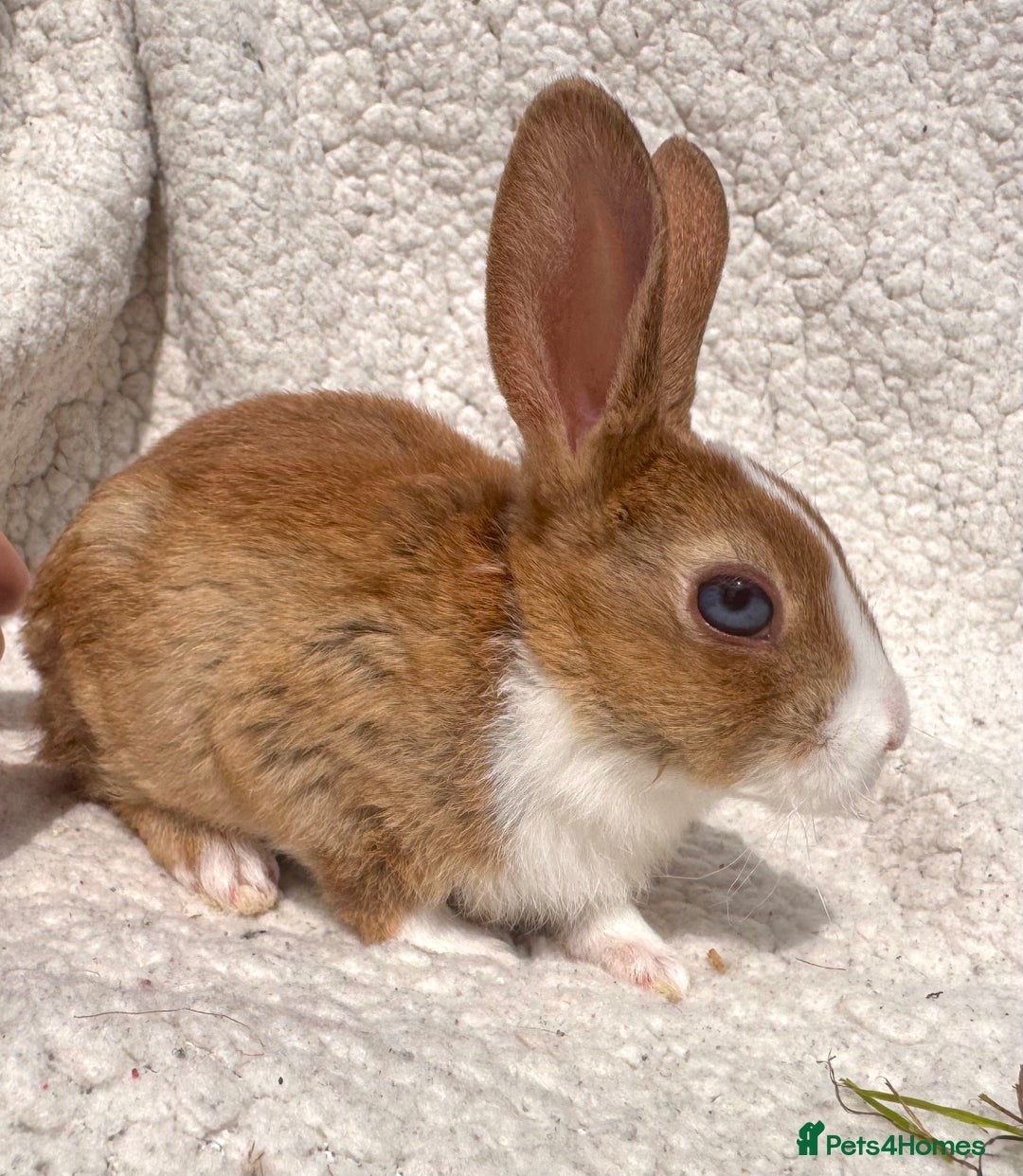 Rex rabbits for sale: STUNNING VIENNA MINI REX BABIES - Image 8
