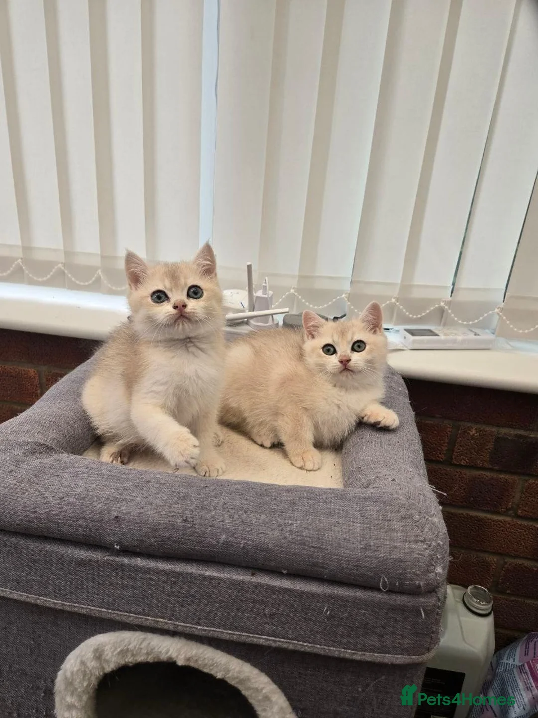 British Shorthair cats for sale: British blue chinchilla pedigree from champion  - Advert 1