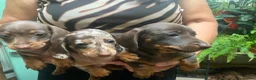 Miniature Dachshund dogs for sale: Funny happy miniature dachshund puppies - Advert 36