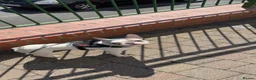 French Bulldog dogs for sale: True type french bulldogs  - Advert 4