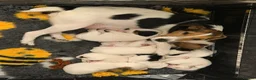 Jack Russell dogs for sale: Male Jack Russell puppy ready now  - Advert 2