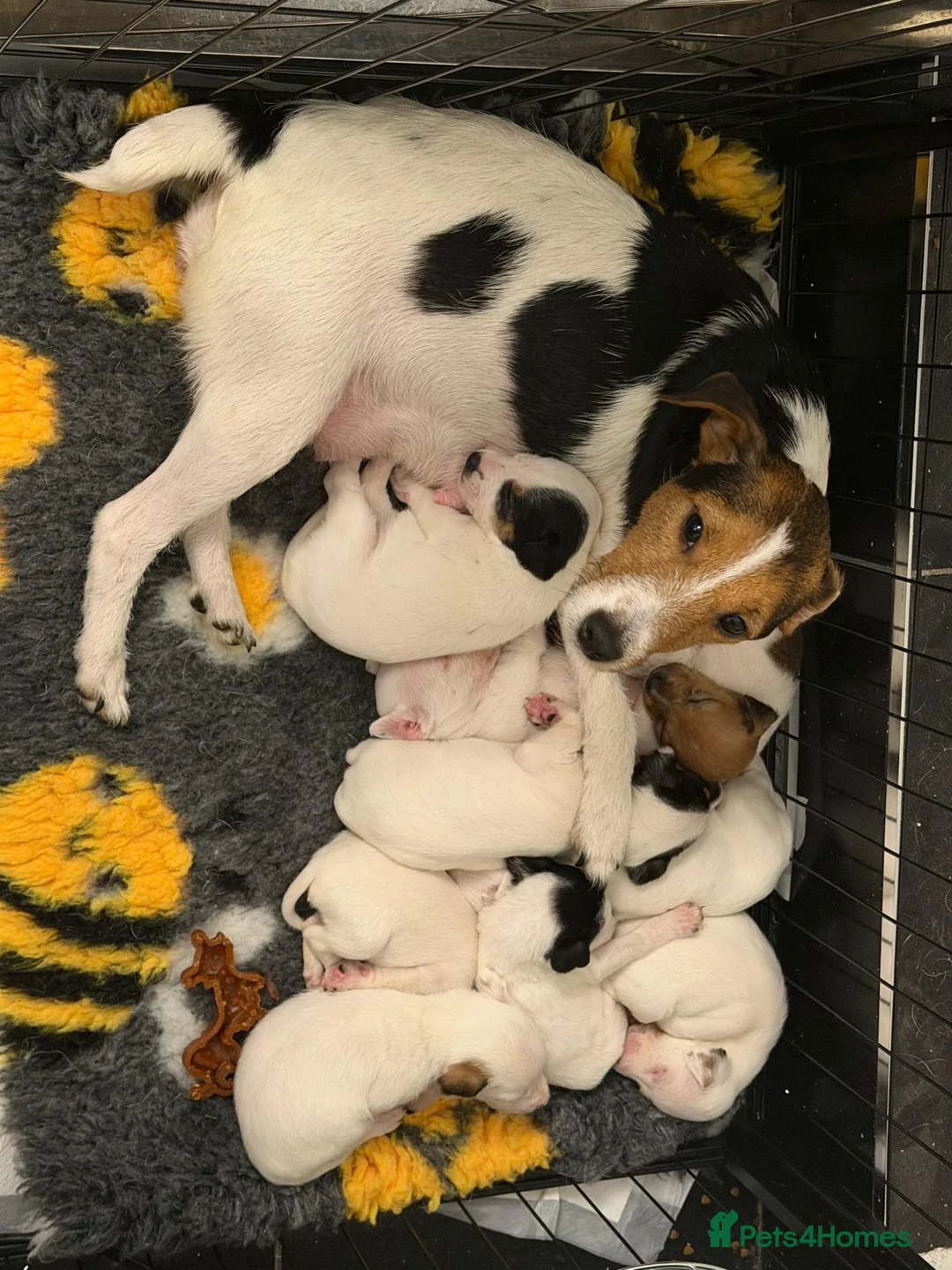 Jack Russell dogs for sale: Male Jack Russell puppy ready now  - Advert 2
