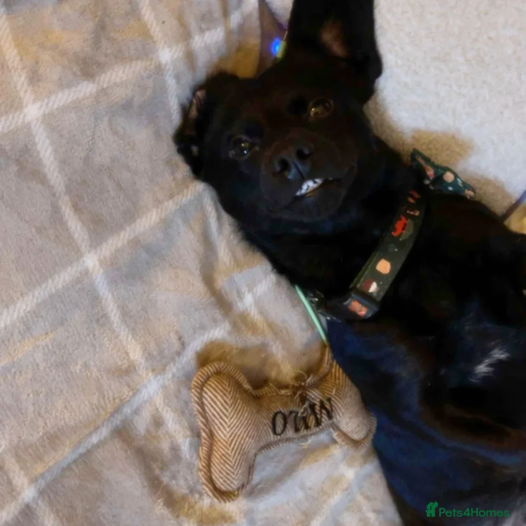 Mixed Breed dogs for sale: Milo  - Advert 4