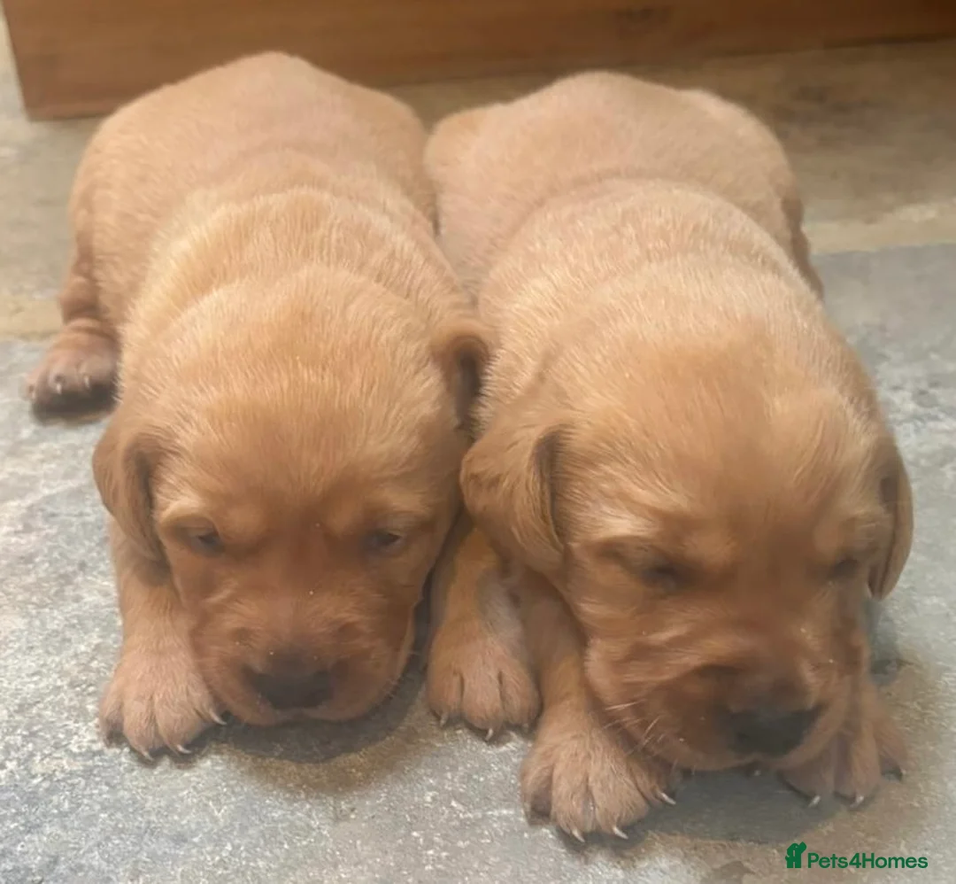 Labrador Retriever dogs for sale: STUNNING RED LABRADOR PUPPYS - Advert 2