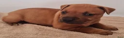 Staffordshire Bull Terrier dogs for sale: Red staffy puppys  - Advert 16