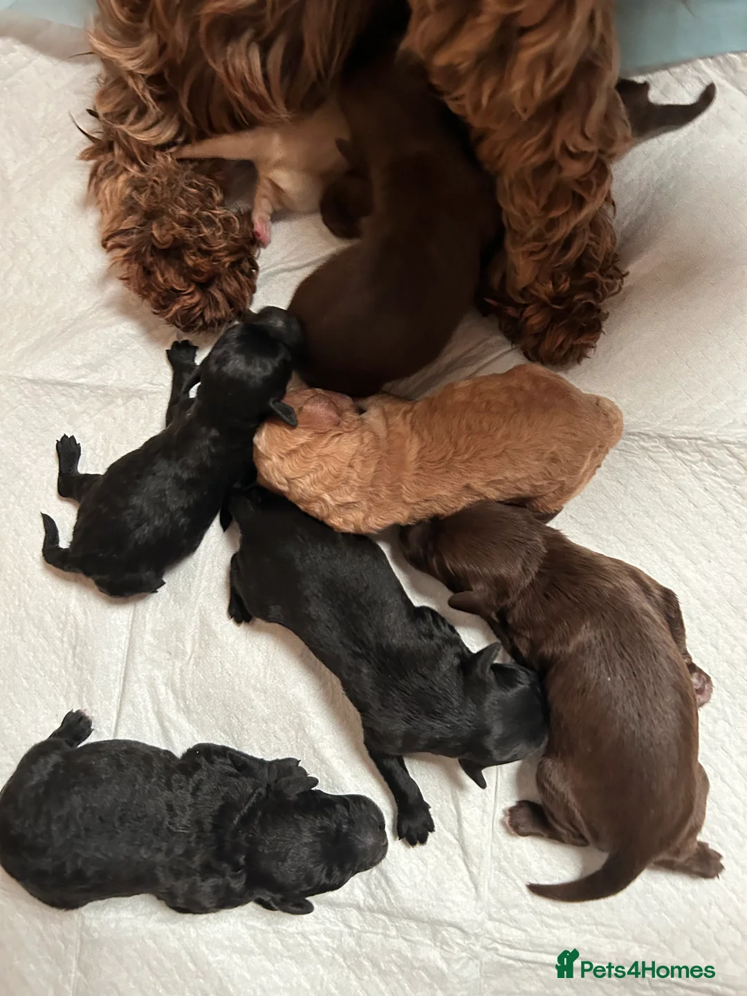 Cockapoo dogs for sale: Cockerpoo puppies  - Advert 19