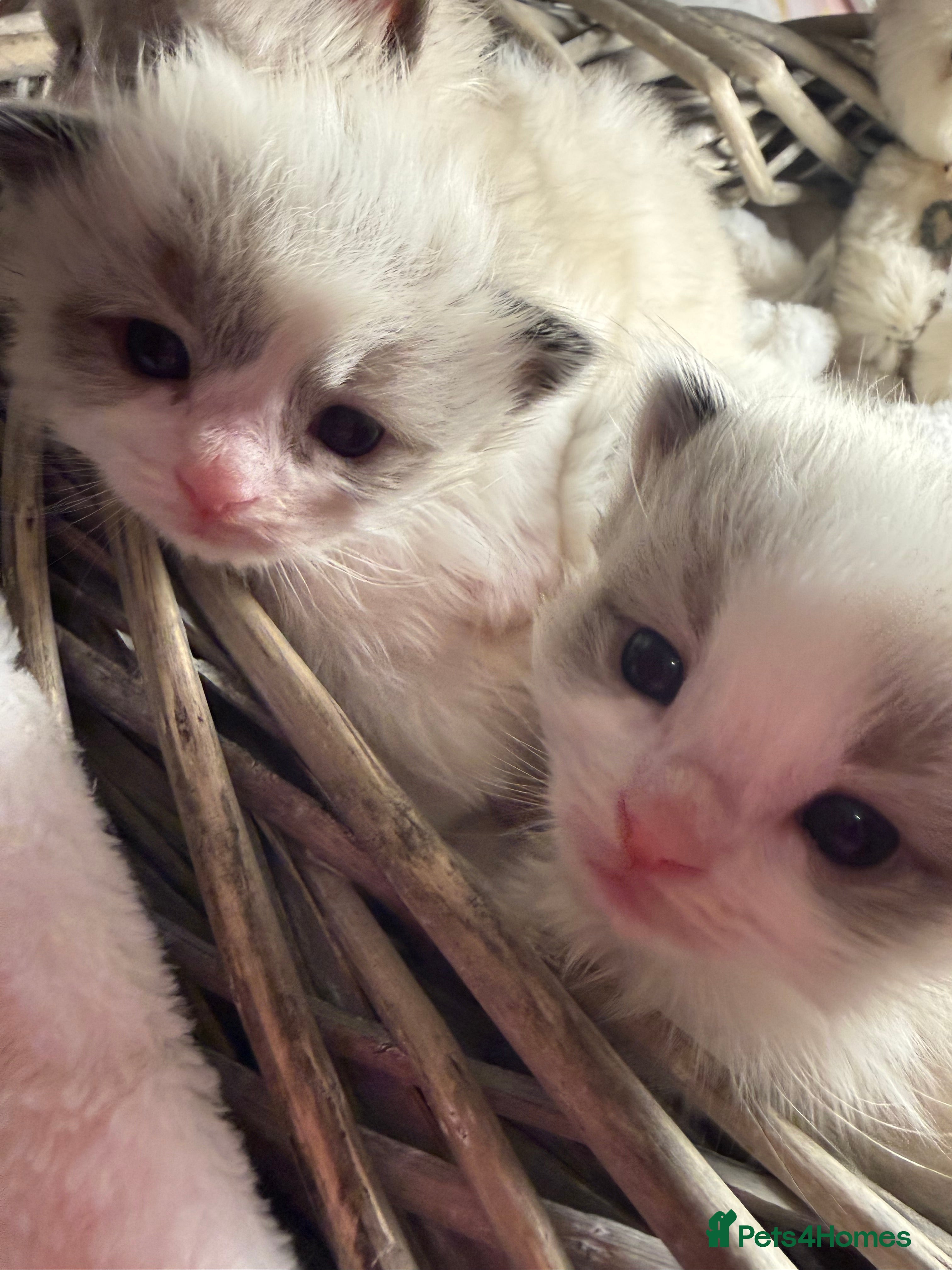 Ragdoll cats **WAITING LIST NOW NOW OPEN ** 🏅GCCF RAGDOLLS 🎖️ - Advert 17