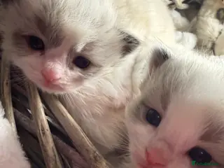 Ragdoll cats **WAITING LIST NOW NOW OPEN ** 🏅GCCF RAGDOLLS 🎖️ - Advert 17