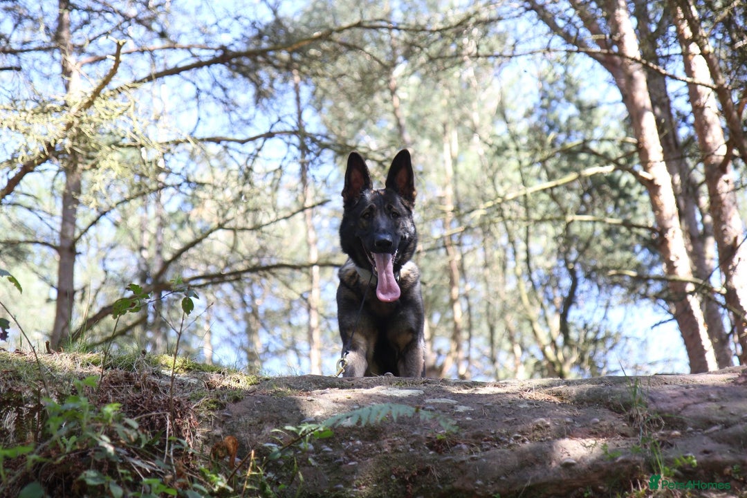 German Shepherd dogs for sale: Stunning Female German Shepherd  - Image 5