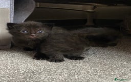 Domestic Shorthair cats for sale: Black kittens - Image 3