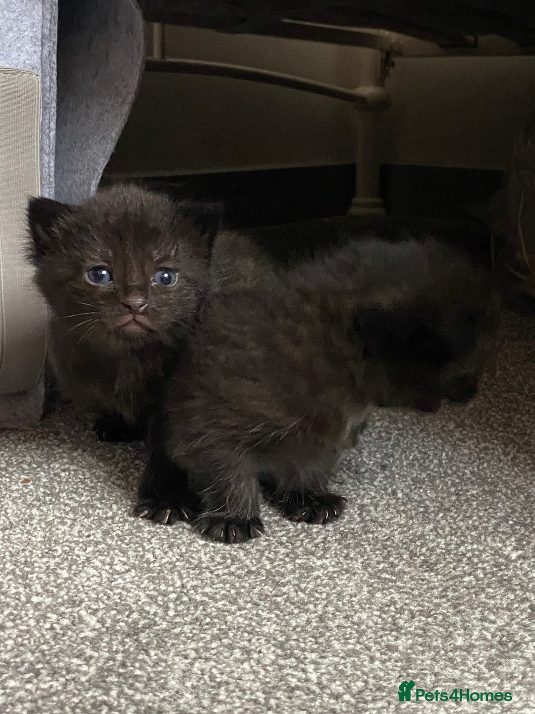 Domestic Shorthair cats for sale: Black kittens - Image 3