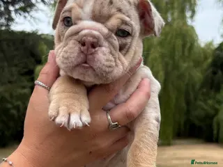 English Bulldog dogs Rare Lilac/ silver Merle Bulldog Pups - Advert 2