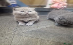British Shorthair cats for sale: British shorthair GCCF pedigree ready christmas - Image 17