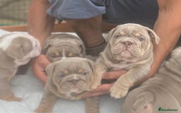 English Bulldog dogs for sale: Pedigree English Bulldog Puppies for sale •KC• - Image 9