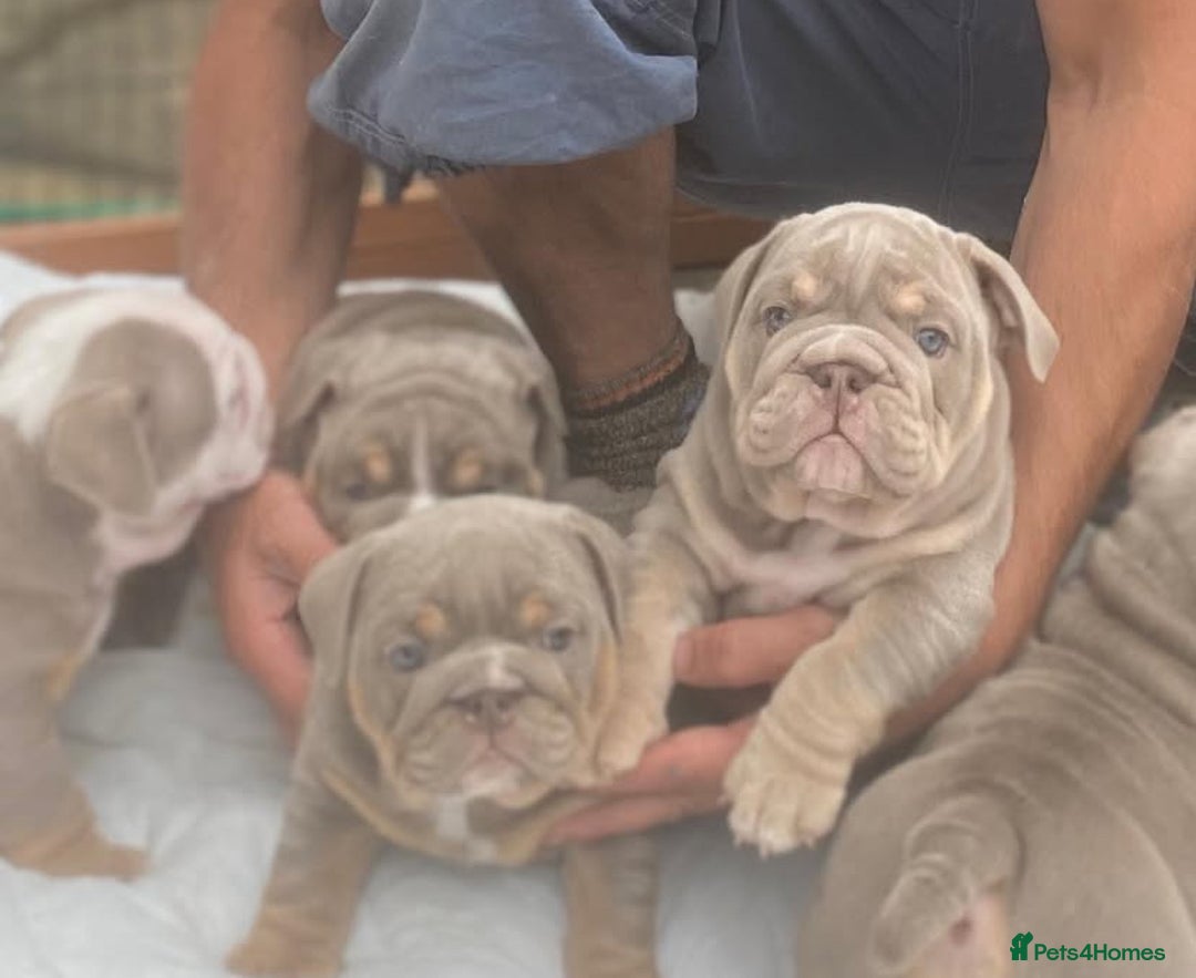 English Bulldog dogs for sale: Pedigree English Bulldog Puppies for sale •KC• - Image 9