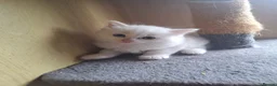 Ragdoll cats for sale: Beautiful full ragdoll kittens  - Advert 12