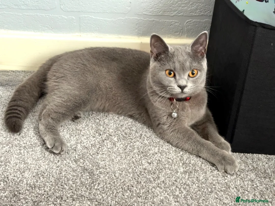 British Shorthair cats for sale: Gorgeous Chunky BSH kittens 🐱  in Blackburn - Advert 1