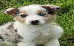 Mixed Breed dogs for sale: 7 Lovely Puppies 2Blue Merle and 5 border Collies. - Image 4