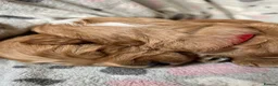 Australian Labradoodle dogs for sale: Australian Labradoodle Puppies for sale - Advert 12